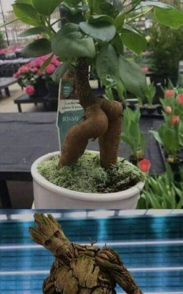 Я есть Грут! Я есть Грут!