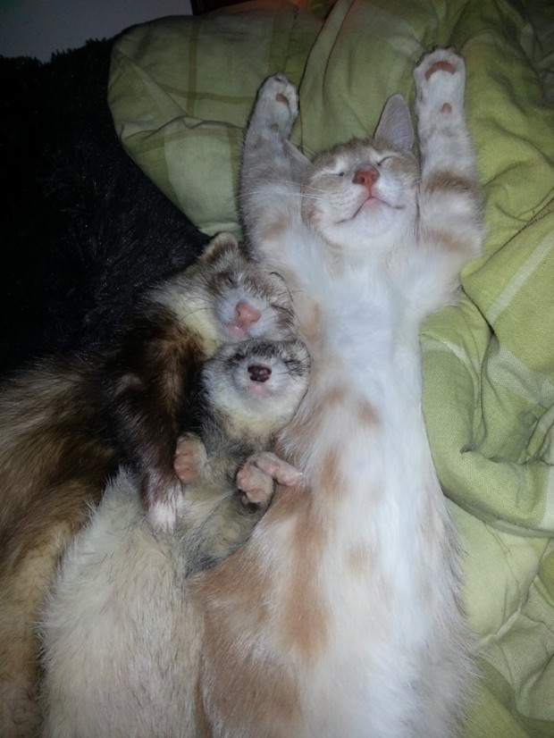 дружба двух хорьков и котенка, рыжи котенок дружит с хорьками, котоено и хорьки