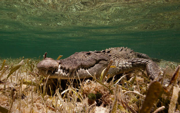 underwater-animal-photography-by-jorge-cervera-hauser-3