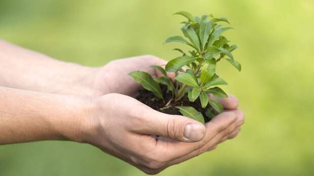 Что нужно не спеша подготовить для рассады: сезон уже совсем скоро