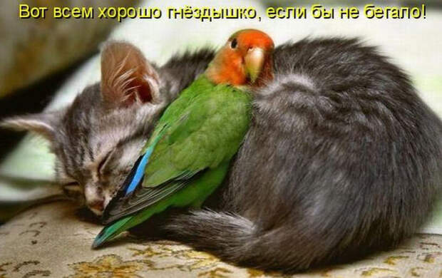 Смешные животные из КотоМатрицы (49 шт.)