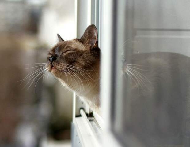 Мартовские коты. :)