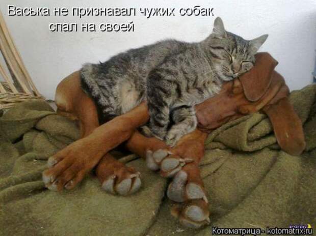 Котоматрицы(картинки с надписями)