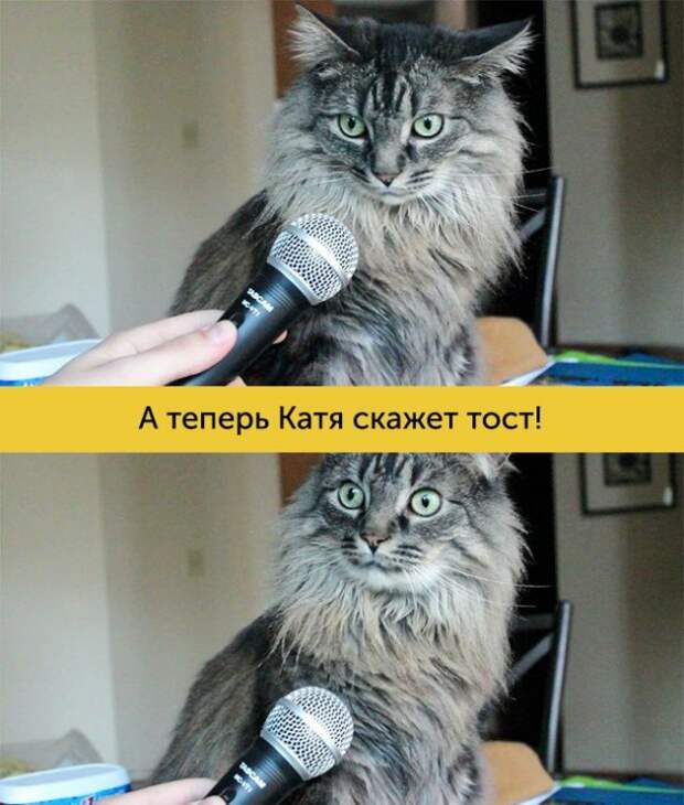 15 котов, мимике которых можно только позавидовать 15 котов, мимике которых можно только позавидовать животные, коты, факты