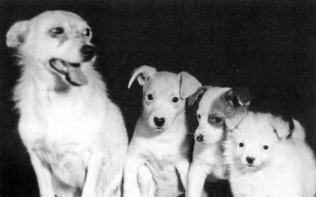 История Лайки: единственная собака, отправленная в космос погибать