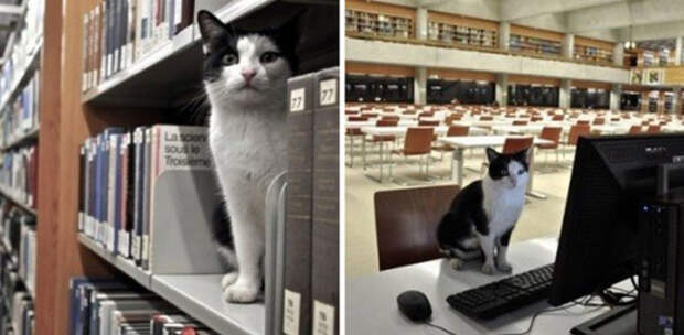 7. А этот кот так много времени проводил в библиотеке, что ему даже выдали читательский билет год, кот, событие