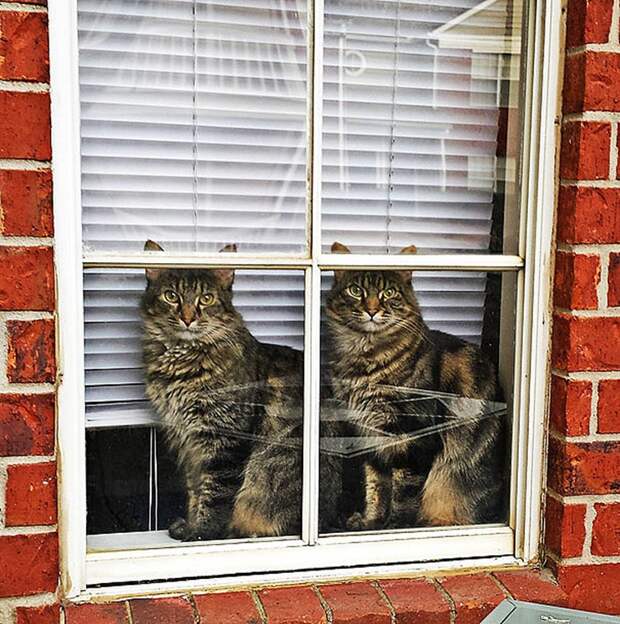 AnimalTwins01