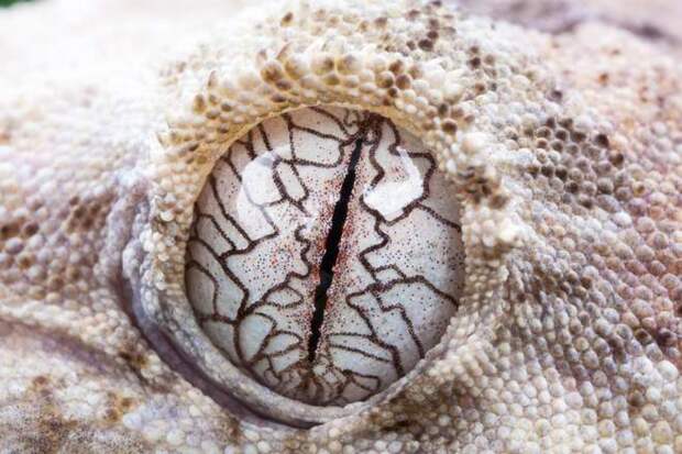 Глаз новокаледонского геккона