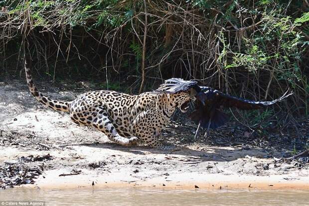 Эпичная схватка в воздухе между ягуаром и стервятником jaguar, дикая природа, дикие животные, животные, охота, природа, фото, хищник
