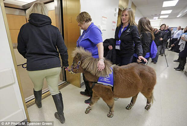 Miniature-therapy-horses-elevator