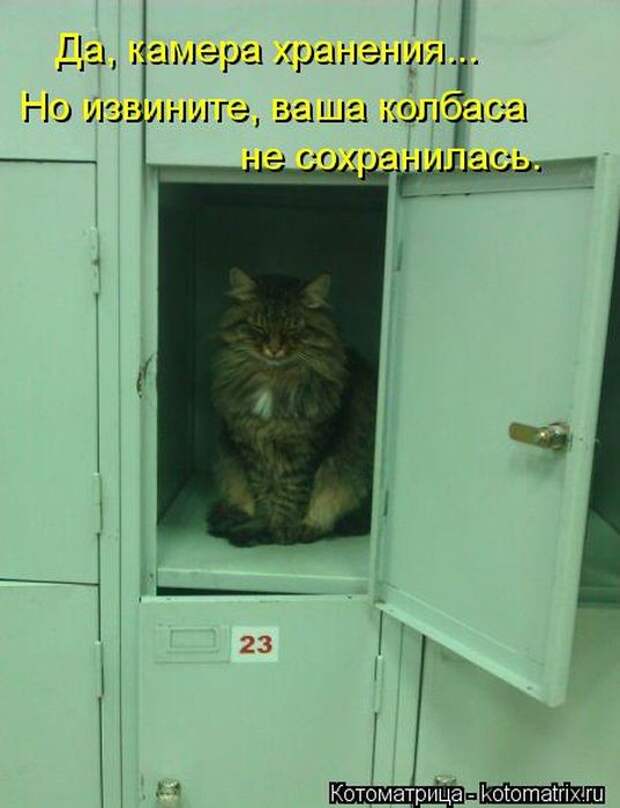 Лучшие котоматрицы за неделю
