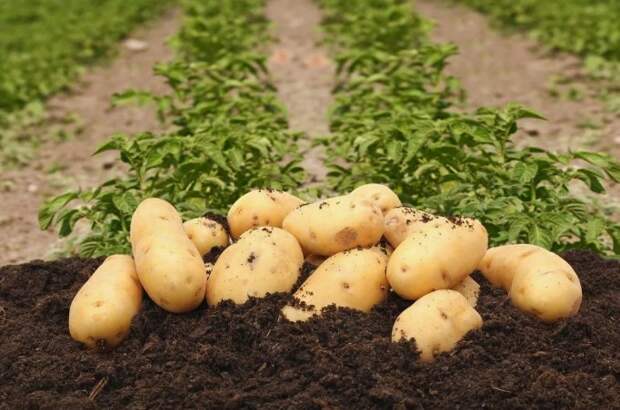 Посадите картофель по-корейски и получите огромный урожай без прополок, полива и окучивания