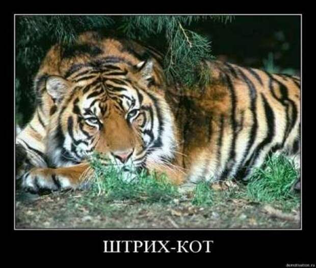Фотографии с прикольными подписями, новые демотиваторы.
