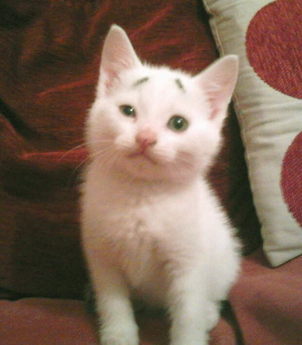 котенок с удивленными бровями