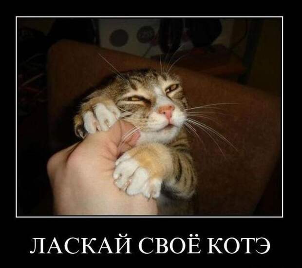 Демотиваторы (50 фото)