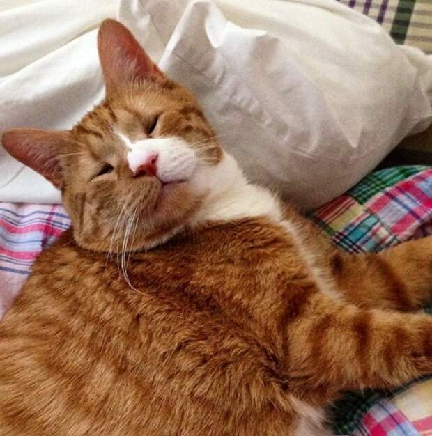 Воскресенье котик. Воскресенье котики. Воскресенье кошки. Catnap.