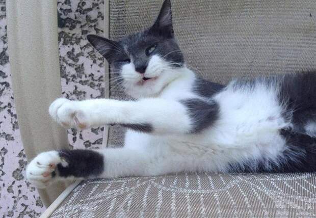 коты в похмелье 