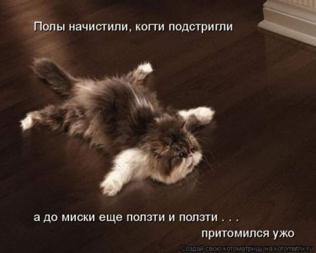 Котоматрица новые за неделю.