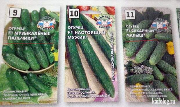 Прикольные семена (35 фото)