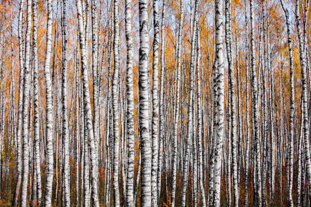Осенний лес в Могилевской области, Беларусь