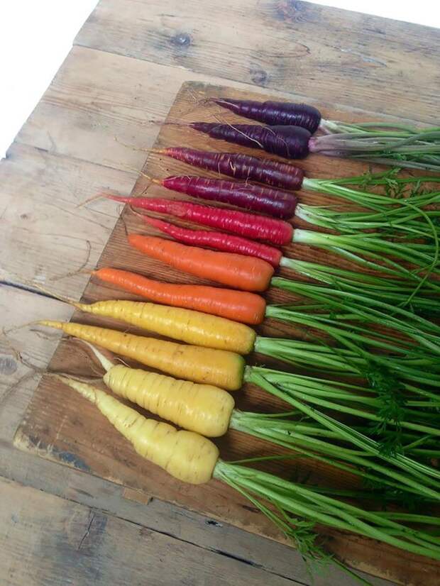спектр из моркови