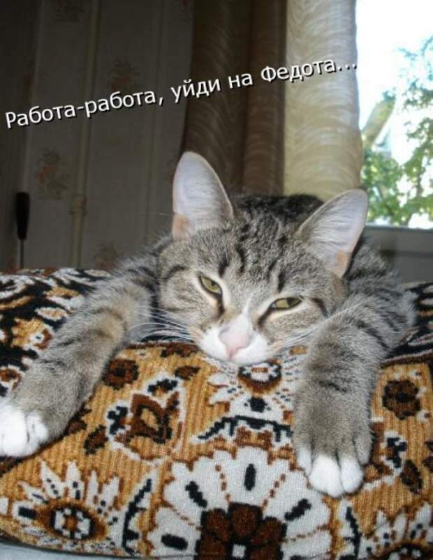 Котоматрица 9