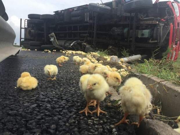 В Китае опрокинулся грузовик с цыплятами (3)
