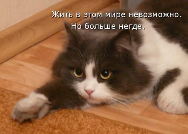 Кото матрица 7