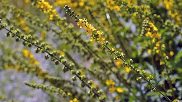 Репешок для желудка