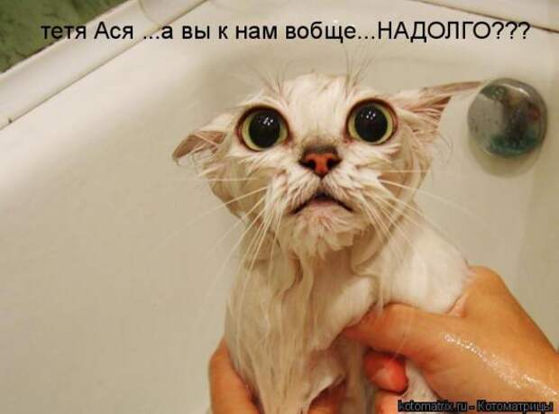Подборка прикольных котоматриц