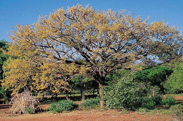bloodwood-tree-6