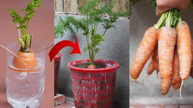 Выращиваем сочную морковь из обрезков