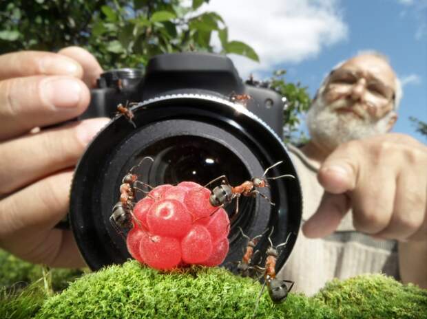 Веселая муравьиная жизнь в фотографиях Андрея Павлова муравьи, наблюдение, природа, фотографии