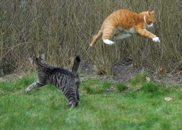 cat_flying_fight_12