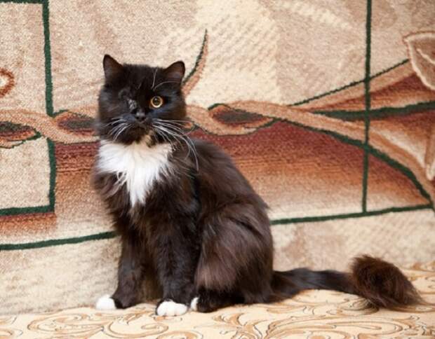 Кот, который жил сам по себе