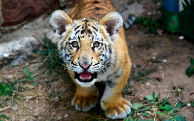 Бенгальский тигренок в зоопарке в городе Цзинань