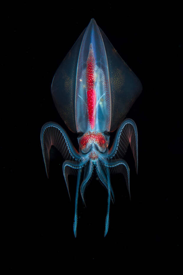 Кальмар Thysanoteuthis rhombus