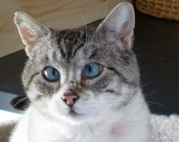 Кот дебил! коты, люблю котов, прикол, юмор
