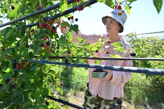 В Крыму собрали уже 40 тонн малины и ежевики