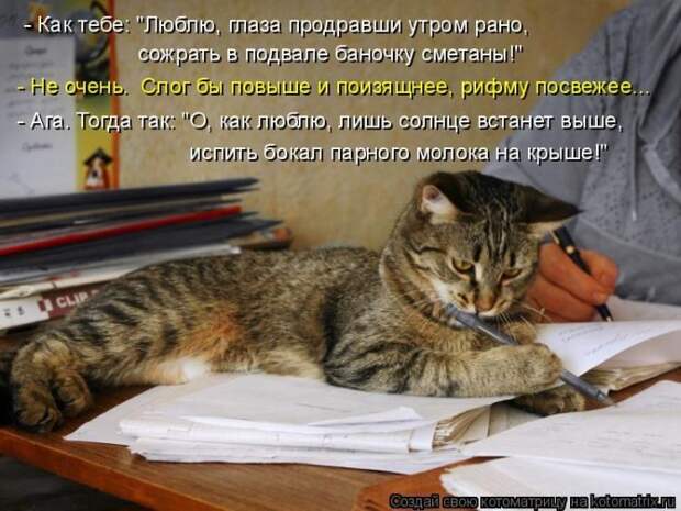 Лучшие котоматрицы недели