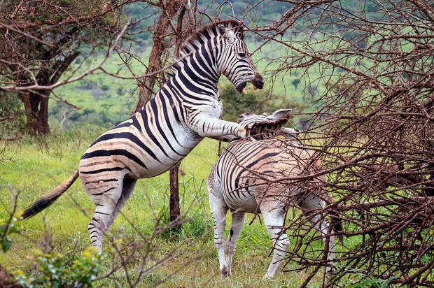 South Africa Zebras