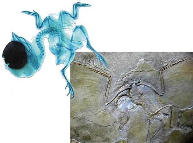 sn-birddino