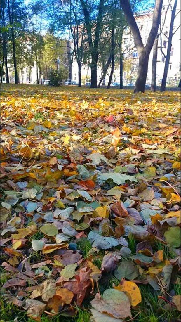 Золотая осень в сквере на улице Бажова
