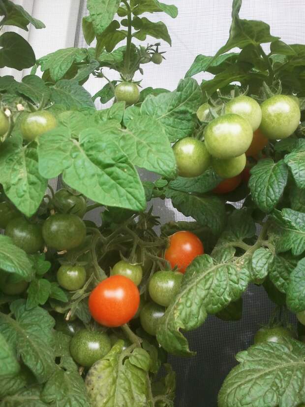Мой балконный огород своими руками, сделай сам