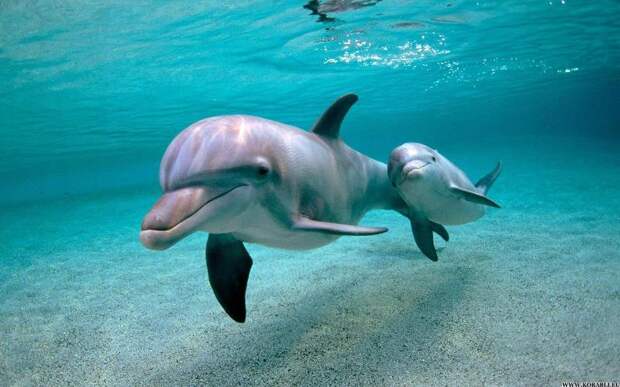 Детеныши дельфинов