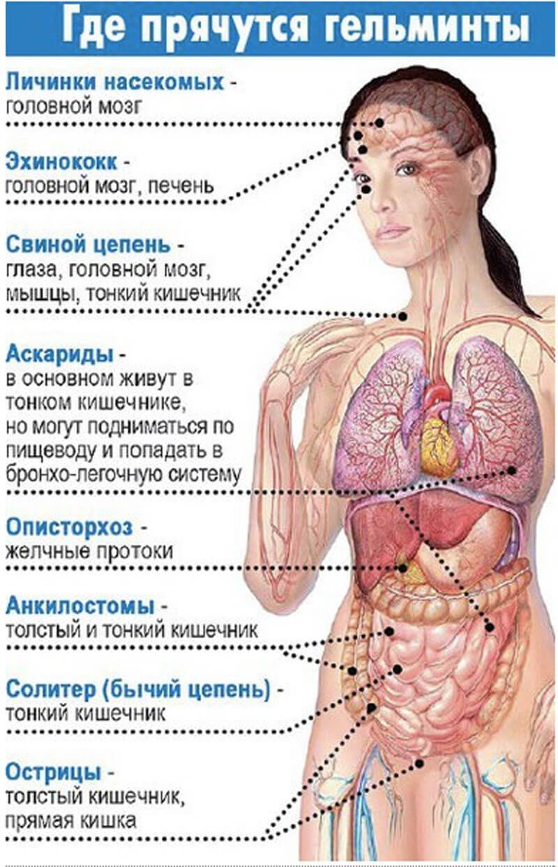 Антипаразитарное Очищение – Личный Опыт