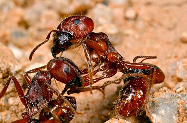 Рабочие муравьи вида Pogonomyrmex Pogonomyrme barbatus. Фото: gadau.lab.asu.edu