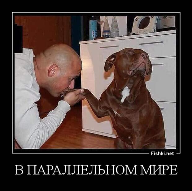 Демотиваторы демотиваторы, прикол, смех, юмор