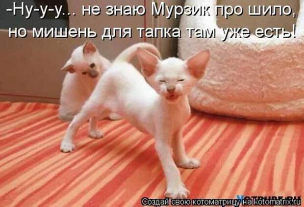 Котоматрицы(картинки с надписями)