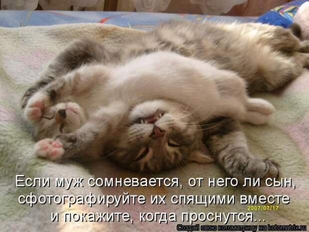 Лучшие котоматрицы недели